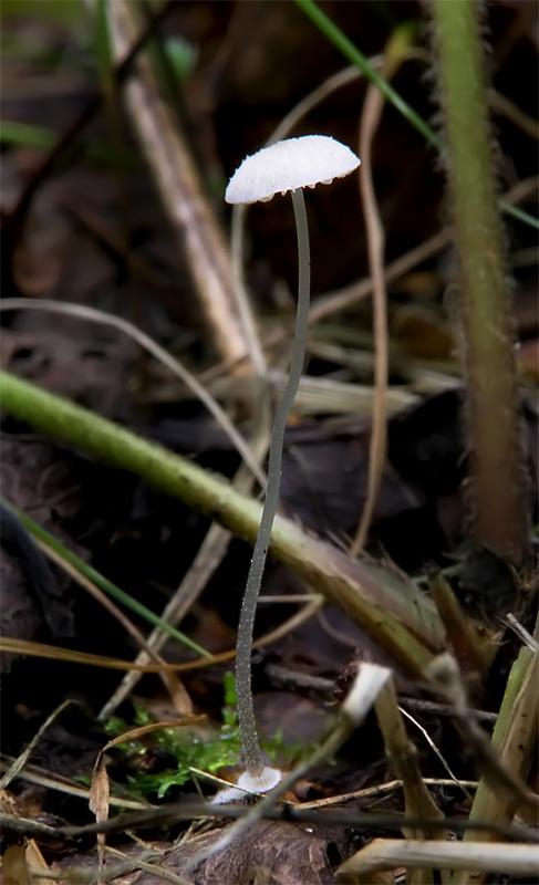 Mycena stylobates